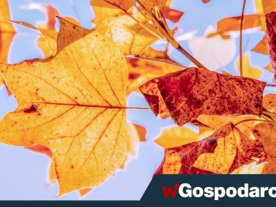 Dziś zmieni się pora roku, ale na równonoc poczekamy