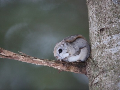 Mają wielkie oczy, zarażają słodkością, a do tego latają. Na ich widok się uśmiechniesz