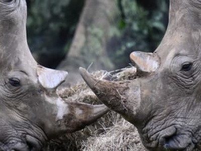 Myśliwi płacą tysiące dolarów za polowania w Afryce. Biznes doprowadzi do wyginięcia nosorożców?