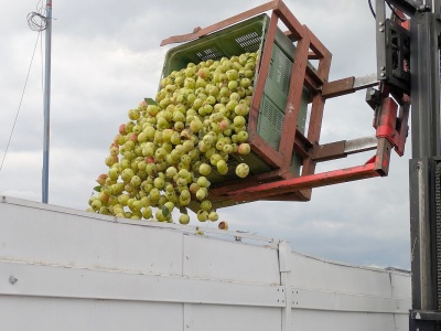Nawet 8 groszy różnicy w cenie jabłek przemysłowych