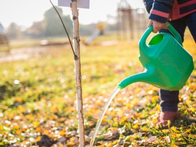 Co sadzić jesienią w ogrodzie? Lista bylin, kwiatów, krzewów i drzew