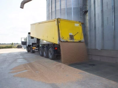 Żyto droższe o 20 zł. Jakie są aktualne ceny zbóż i rzepaku?