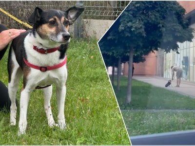 „Kopał swojego psa na oczach ludzi”. Właścicielem zajęła się policja, czworonóg trafił do schroniska