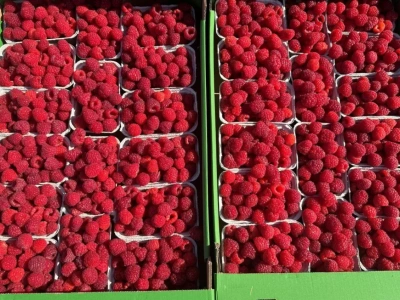 Ceny malin Bronisze (22.09.2025) – „stówkę za karton, poproszę”