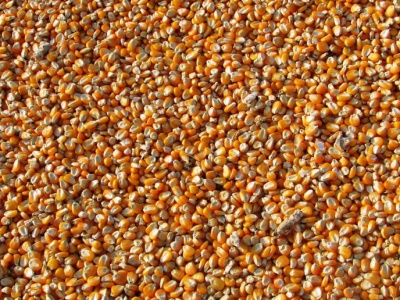 Rosja podnosi cła eksportowe na pszenicę i kukurydzę