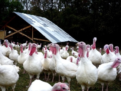 Ptasia grypa w Polsce. Wykryto kolejne dwa ogniska choroby