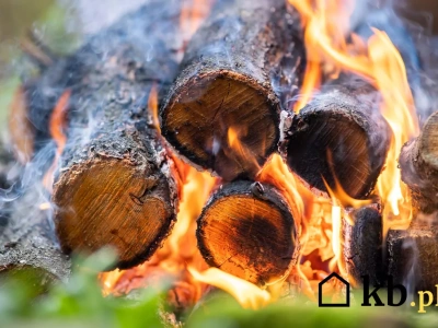 Dąb czy grab? Jedno drewno daje ciepło i piękny płomień, drugie głównie kłopoty