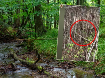 Pokazał raj grzybiarzy. 