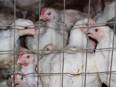 Koniec hodowli w klatkach? Bruksela szykuje nowe przepisy