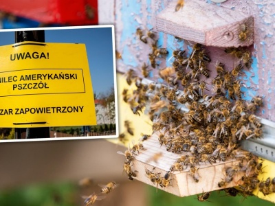 Zaraźliwa choroba w Kujawsko-Pomorskiem. Palą całe pasieki