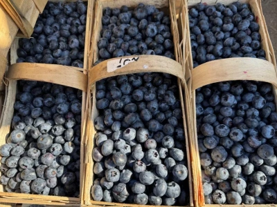 Ceny borówek Bronisze (23.09.2025) – 