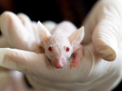 Rosyjskie myszy wróciły z kosmosu