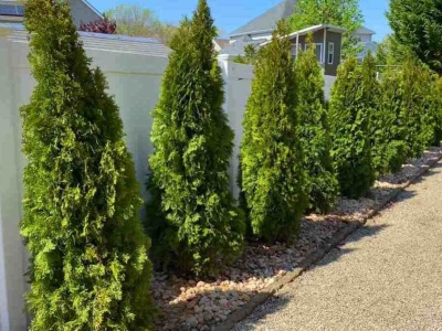 Posadź przy płocie zamiast tui. Jest nie do zdarcia i ma owoce jak perły