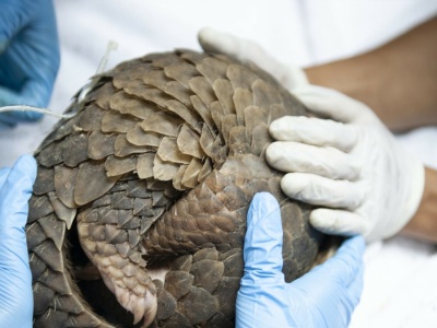 Wypuścili na wolność pradawne zwierzę. Nie było ich od wielu lat