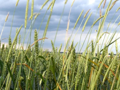 Chwasty jednoliścienne w zbożach. Wyczyniec, wiechlina i stokłosa zwalczanie już jesienią