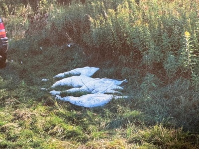 Pomylili łabędzie z gęsiami. Mogą wylądować w więzieniu