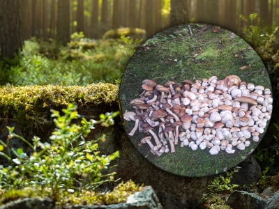 Złoty czas dla grzybiarzy. Polacy chwalą się rekordowymi zbiorami