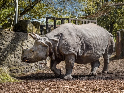 Warszawskie zoo zaprasza na ostatnie nosorożcowe spa w tym sezonie