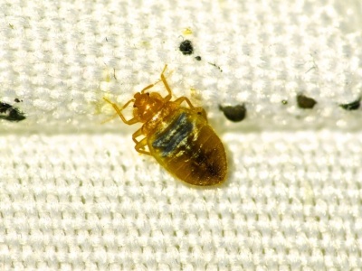 Kosztuje niewiele, a płoszy pluskwy jak dezynsekcja. Wyniosą się raz, dwa