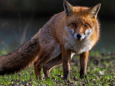 W październiku ruszy jesienna akcja szczepienia lisów