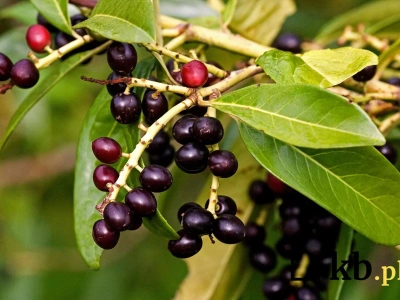 Nie bukszpan, nie tuja – ten krzew podbije Twój ogród!