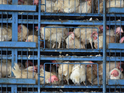 Ukraińcy otworzą kolejną fermę drobiu przy granicy z Polską