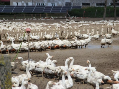 Grypa ptaków znów na polskich fermach. Gdzie wyznaczono ogniska?