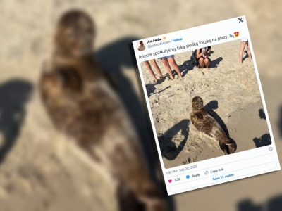 Opublikowała w internecie zdjęcie uroczej foki. Internauci byli oburzeni. 