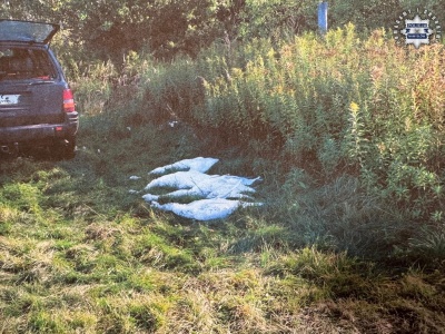 Myśliwi zestrzelili łabędzie. Z dzikami chyba ich nie pomylili?