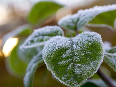 Prognoza pogody: Coraz chłodniej– lokalnie przygruntowe przymrozki