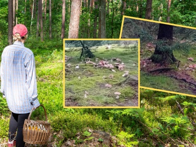 Poszedł do lasu i chwycił za telefon. 