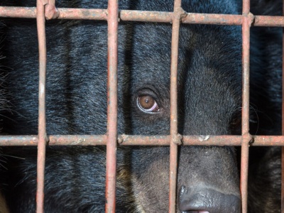 Uwalniają niedźwiedzie przed szczytem klimatycznym COP17. Trzymali je w fatalnych warunkach