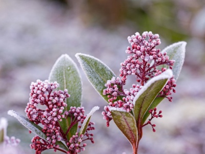 Pierwsze przymrozki - kiedy się ich spodziewać? Przewidywania są jednoznaczne