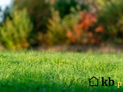 Nie chcesz mchu i chwastów na wiosnę na trawniku? Wykonaj ten zabieg jesienią