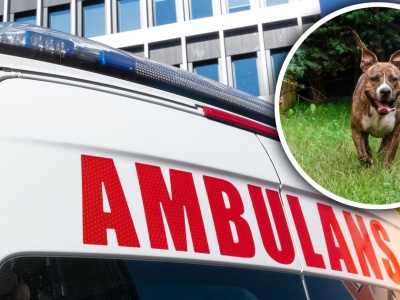 Zuzia bawiła się z koleżankami. Nagle słychać było krzyk. 