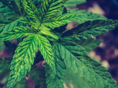 Niemcy zaskakują. Tak wygląda konsumpcja konopi wśród dorosłych