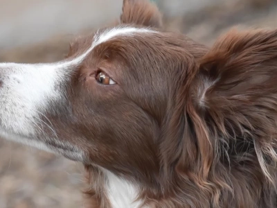 Akcesoria dla psów – które naprawdę ułatwiają życie?