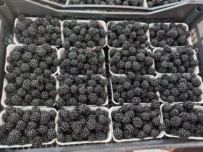 Ceny jeżyn Bronisze (23.09.2025) – od 130 zł w górę, choć...