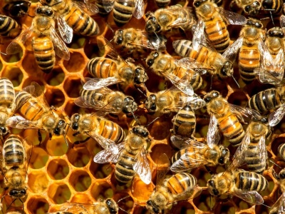 Zamknęli wszystkie pszczoły na wyspie. Efekty dają do myślenia