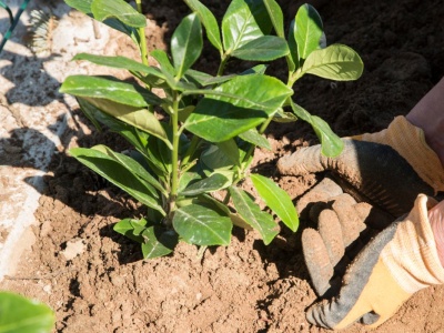 Kiedy sadzić laurowiśnię? Ogrodnicy zdradzają sekret na soczyście zielony żywopłot