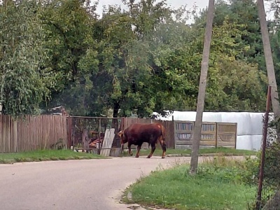 700-kilogramowy byk na wolności! Ludzie w panice, służby w akcji