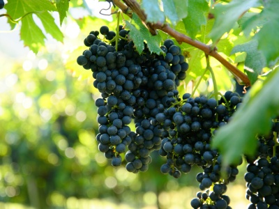 Przeszłość inspiruje przyszłość, czyli Śląsk Cieszyński wznosi kieliszek