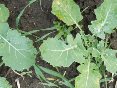 Chwasty w rzepaku? Sprawdź, kiedy wykonać korektę powschodową