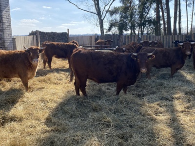 Będzie wsparcie do budowy płyt obornikowych w ramach KPO