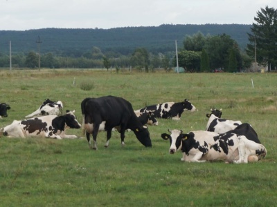 Zmiany w aplikacji IRZplus – skorzystają hodowcy bydła