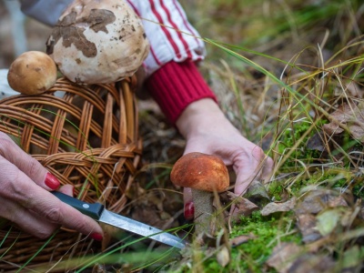 Nie zbieraj tych grzybów. Leśniczy cię namierzy i wlepi kilka tysięcy złotych mandatu