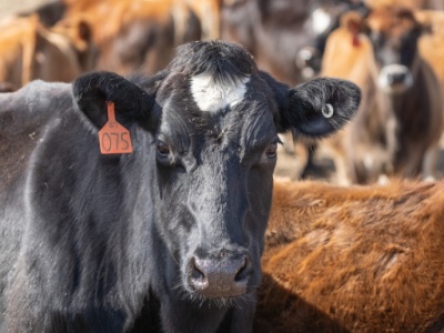 Ważny komunikat GIW w sprawie choroby. Jest kolejne ognisko