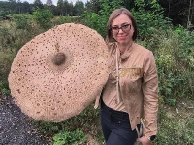 Gigantyczna kania znaleziona pod Bełchatowem. Grzyb o rozmiarze XXXXL