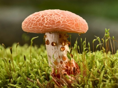 Te grzyby są pod ścisłą ochroną. Za zebranie możesz dostać wysoki mandat