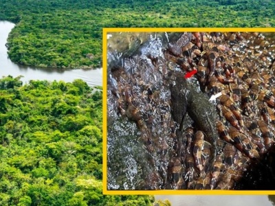 To absolutny fenomen: Ryby wspinają się po wodospadzie. Zobacz, jak to robią!